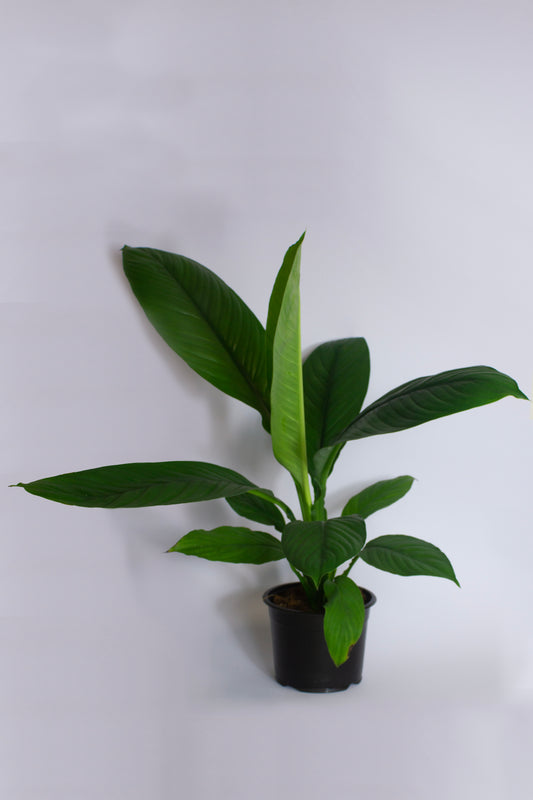 Spathiphyllum Sensation 14cm Pot Plant