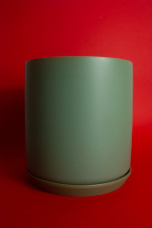 Large Pot Eucalypt